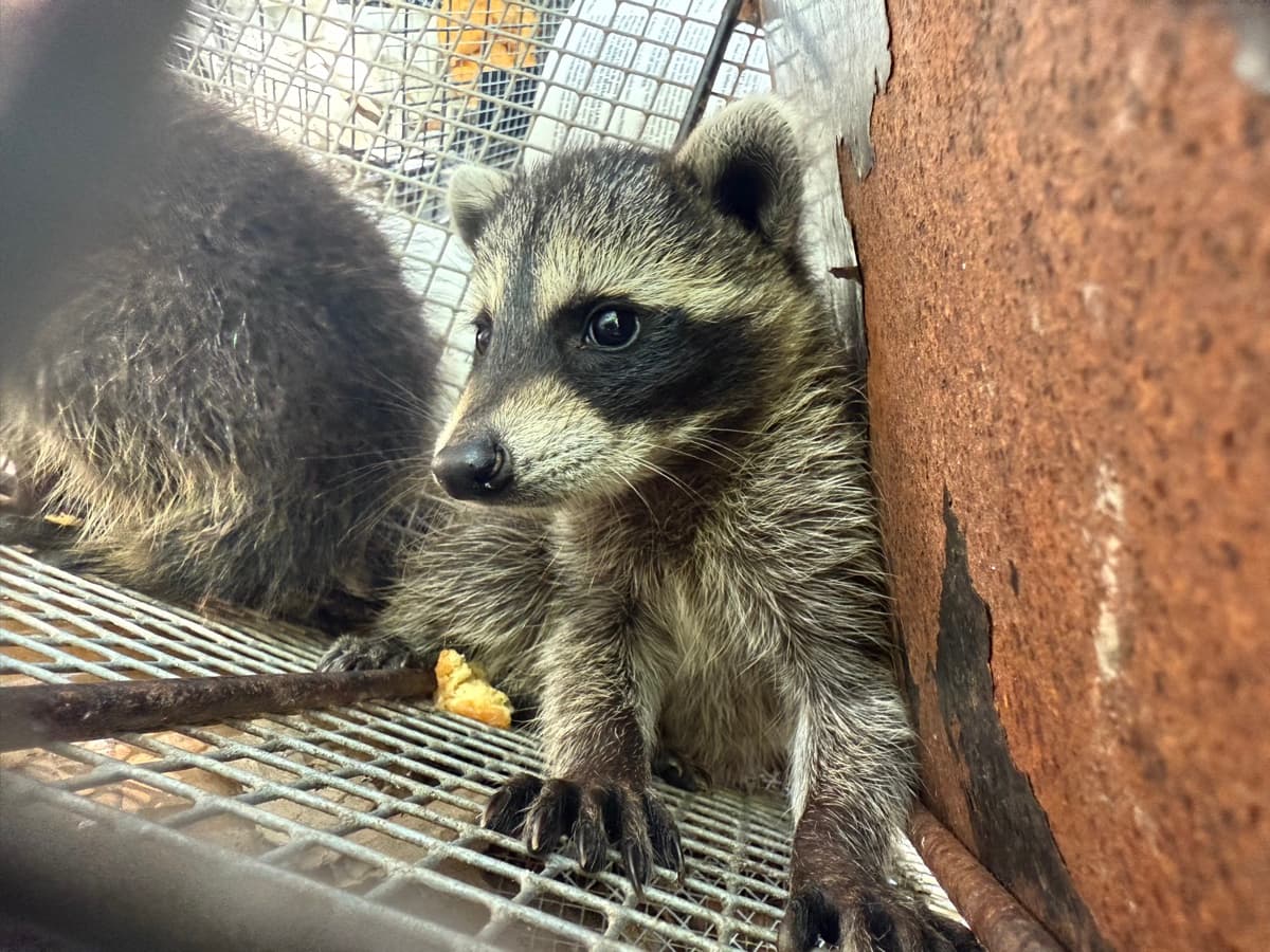 Humane trapping